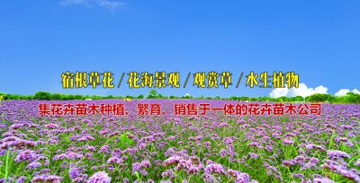 青州市立树绿化工程有限公司