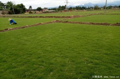 温江川青园艺场