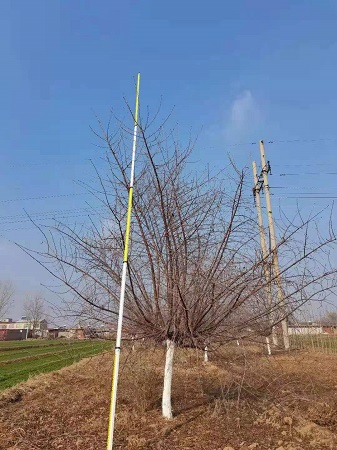 河北省保定市安国市安东苗圃场