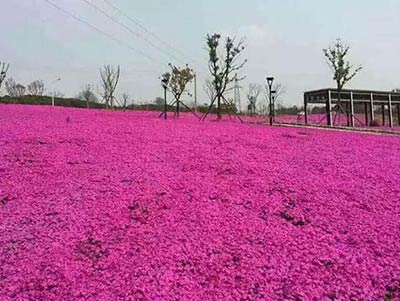 青州市卉友花卉苗木园艺场